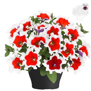 Bild von Petunia TP26 Red picotee